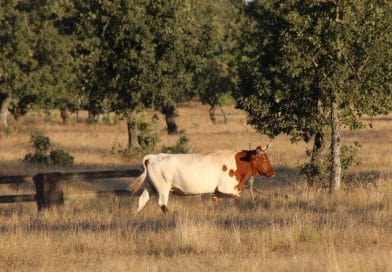 Kuhmilch Spanien