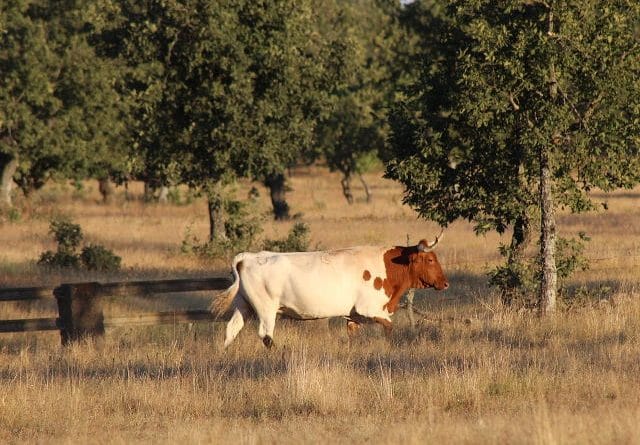Kuhmilch Spanien
